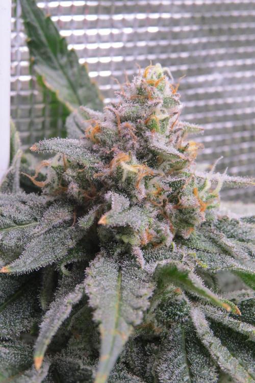 COCO ETHOS. Week 12 - Shawty 56F