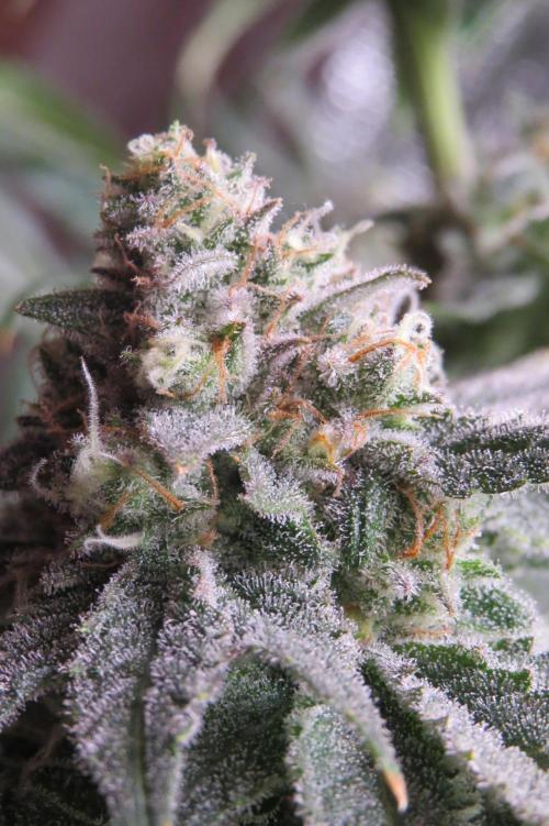 COCO ETHOS. Week 12 - Shawty 56F