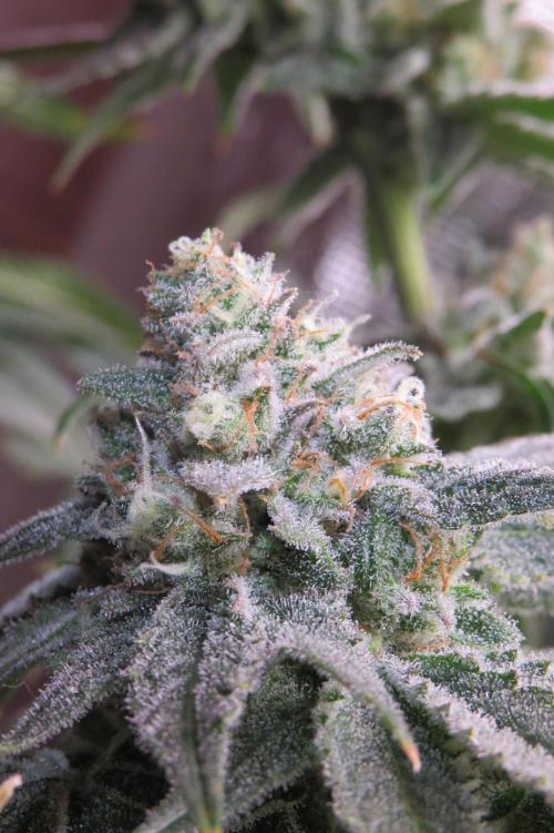 COCO ETHOS. Week 12 - Shawty 56F