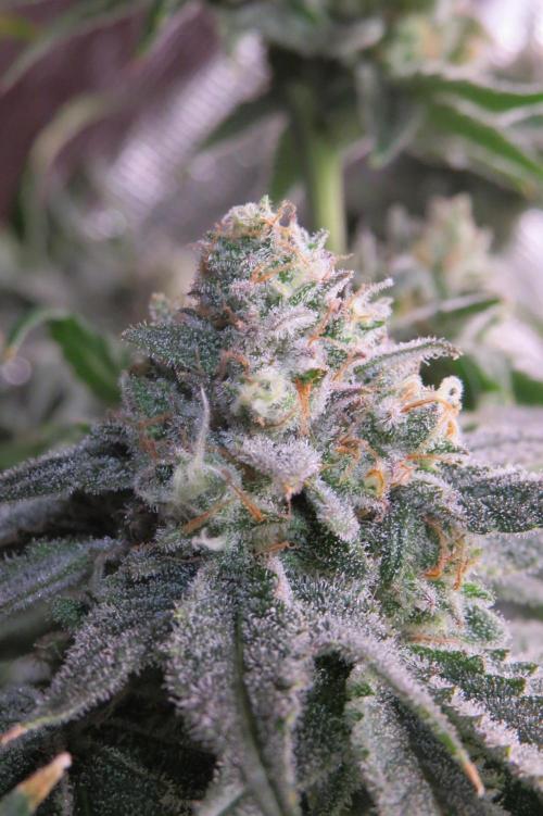 COCO ETHOS. Week 12 - Shawty 56F