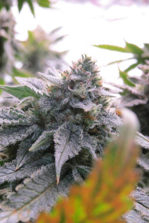 COCO ETHOS. Week 12 - Shawty 56F