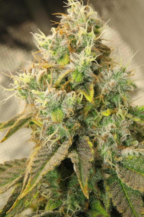 COCO ETHOS. Week 12 - End Game TPL 56F