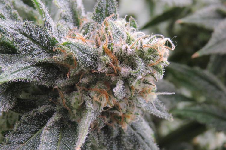 COCO ETHOS. Week 12 - Shawty 56F