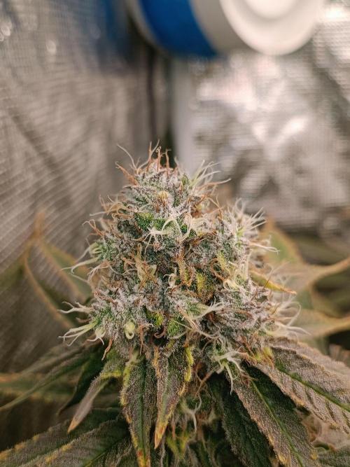 COCO ETHOS. Week 12 - End Game TPL 56F