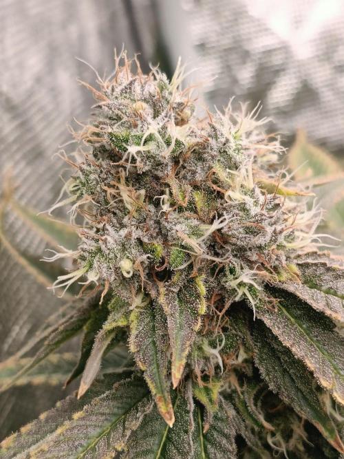 COCO ETHOS. Week 12 - End Game TPL 56F