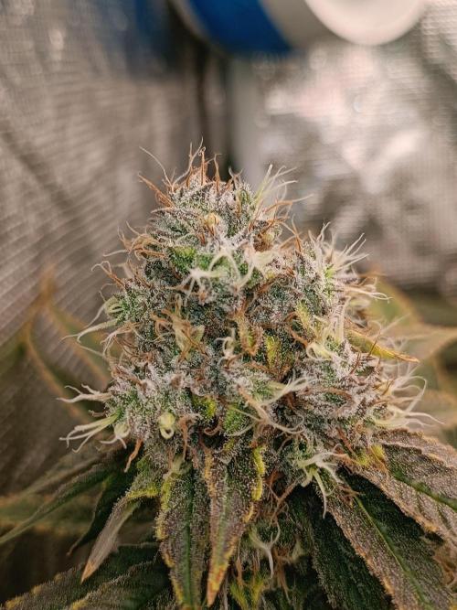 COCO ETHOS. Week 12 - End Game TPL 56F