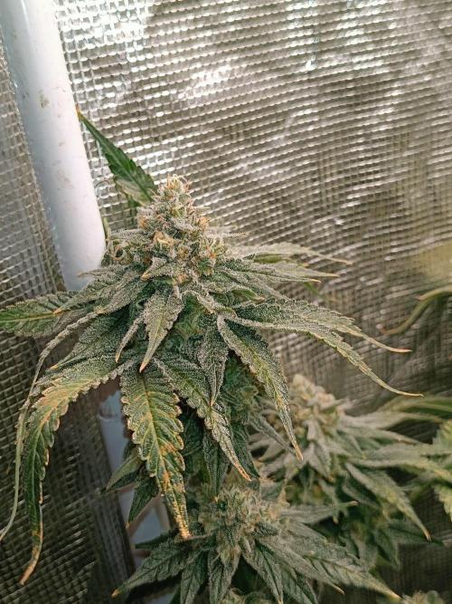 COCO ETHOS. Week 12 - Shawty 56F