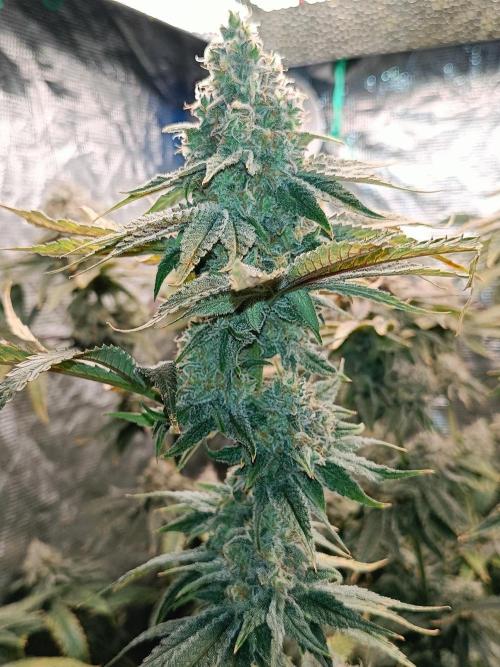 COCO ETHOS. Week 12 - Shawty 56F