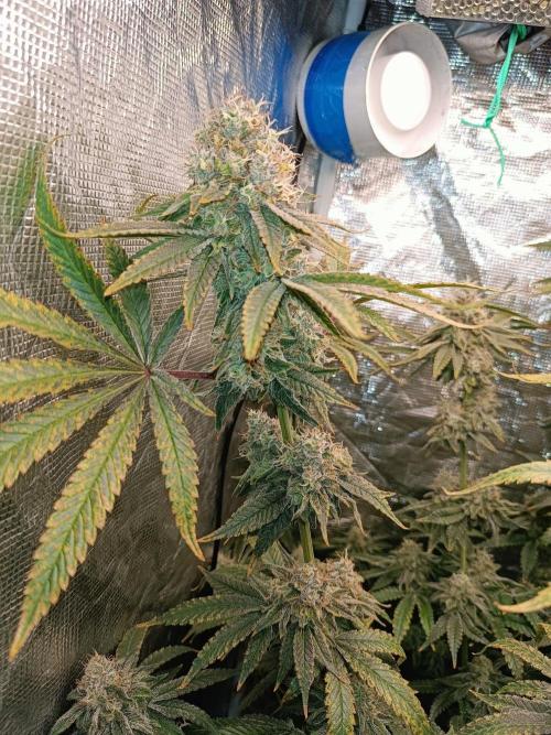 COCO ETHOS. Week 12 - End Game TPL 56F