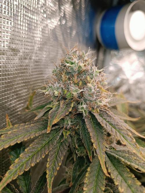 COCO ETHOS. Week 12 - End Game TPL 56F