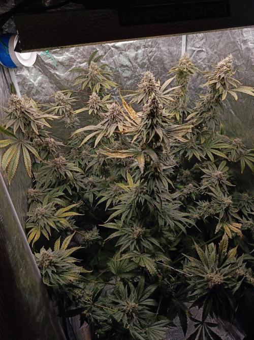 COCO ETHOS. Week 12 - General 56F