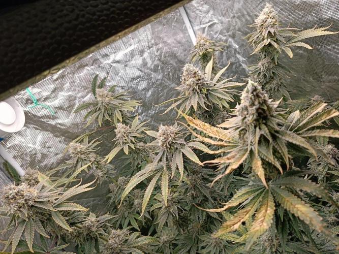 COCO ETHOS. Week 12 - General 56F