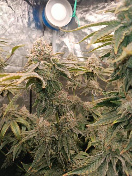 COCO ETHOS. Week 12 - End Game TPL 56F