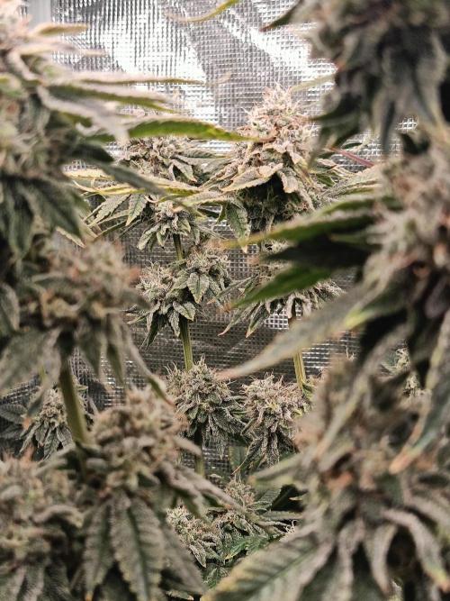 COCO ETHOS. Week 12 - End Game TPL 56F