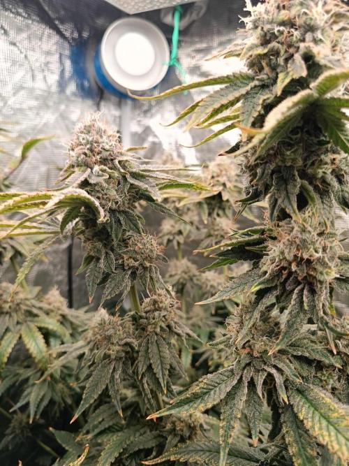 COCO ETHOS. Week 12 - End Game TPL 56F