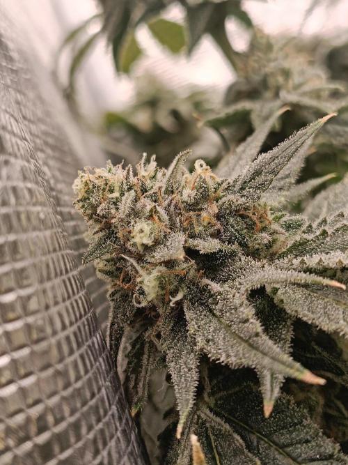 COCO ETHOS. Week 12 - Shawty 56F