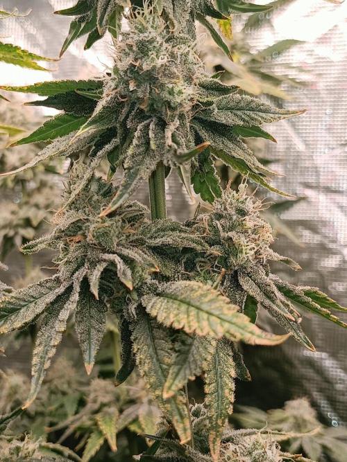 COCO ETHOS. Week 12 - End Game TPL 56F