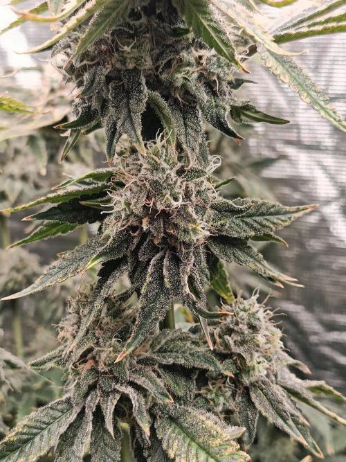 COCO ETHOS. Week 12 - End Game TPL 56F