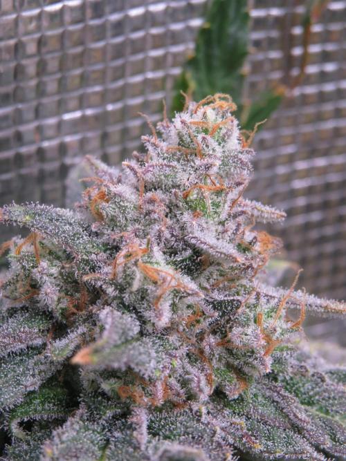 COCO ETHOS. Week 13 - Shawty R1 63F Macro