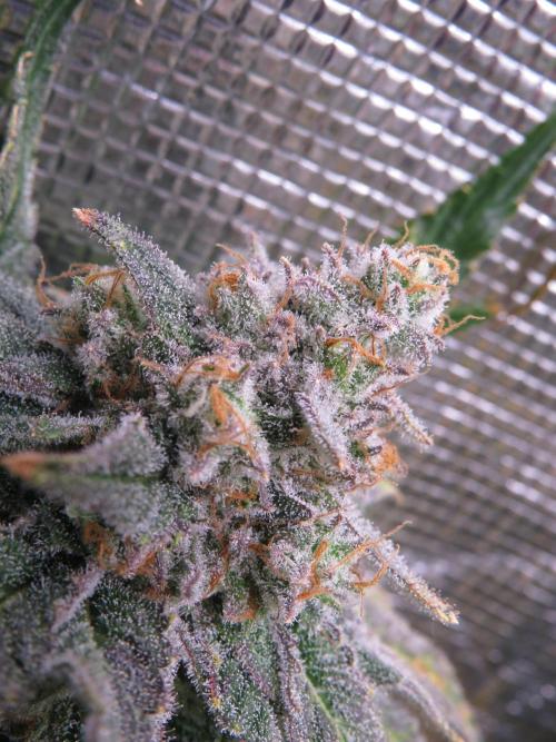 COCO ETHOS. Week 13 - Shawty R1 63F Macro