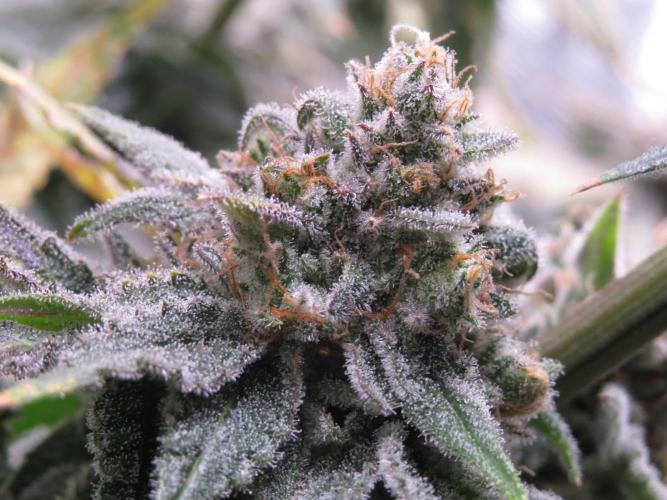 COCO ETHOS. Week 13 - Shawty R1 63F Macro