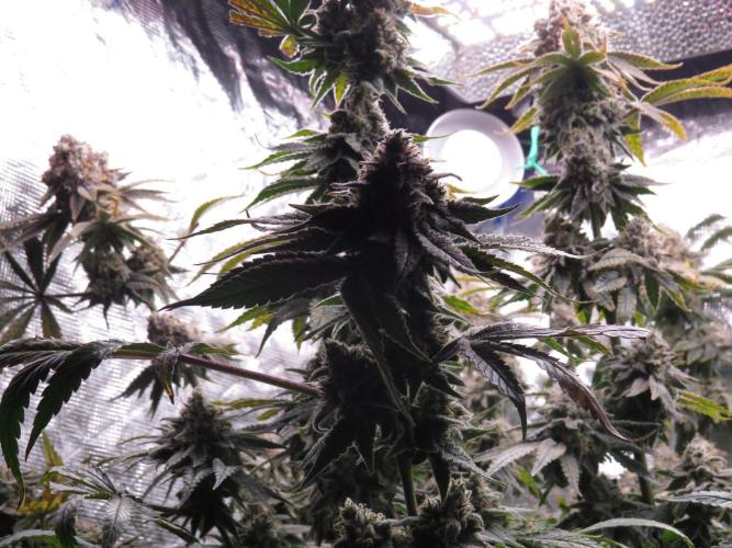 COCO ETHOS. Week 13 - Shawty & End Game