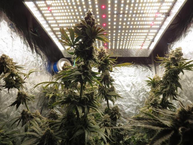 COCO ETHOS. Week 13 - Shawty & End Game