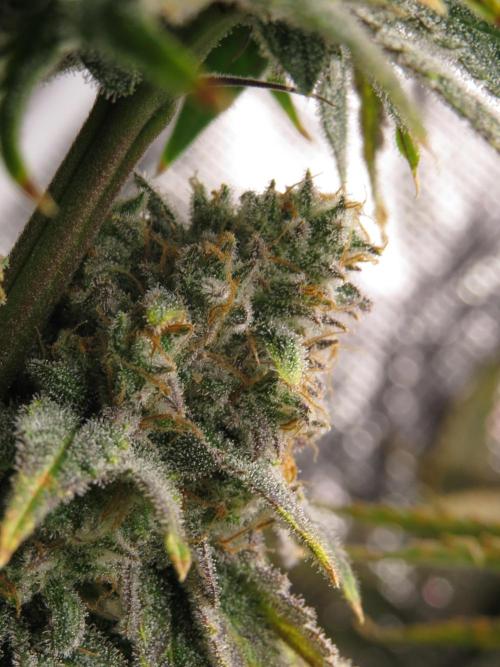 COCO ETHOS. Week 13 - Shawty R1 63F