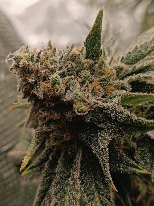 COCO ETHOS. Week 13 - Shawty R1 63F