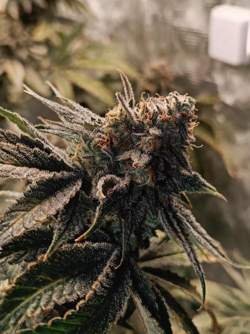 COCO ETHOS. Week 13 - Shawty R1 63F