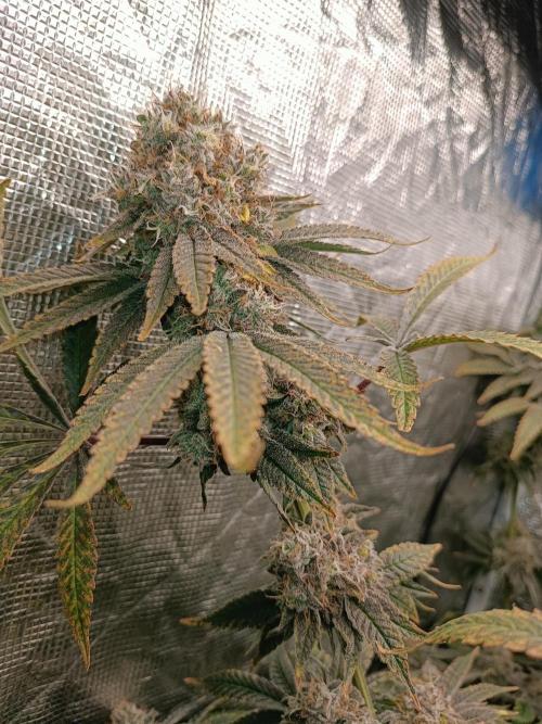 COCO ETHOS. Week 13 - End Game TPL 63F