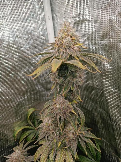 COCO ETHOS. Week 13 - End Game TPL 63F