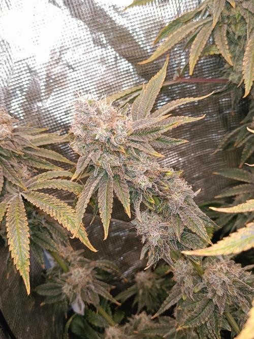 COCO ETHOS. Week 13 - End Game TPL 63F