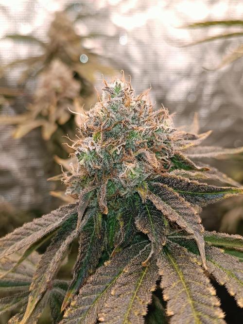 COCO ETHOS. Week 13 - End Game TPL 63F