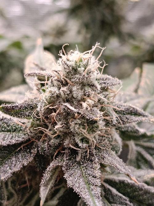 COCO ETHOS. Week 13 - End Game TPL 63F