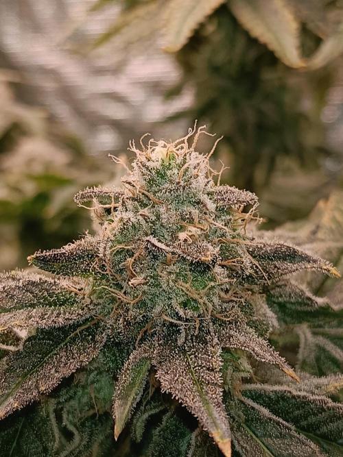 COCO ETHOS. Week 13 - End Game TPL 63F