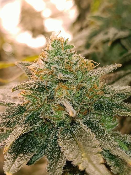 COCO ETHOS. Week 13 - Shawty R1 63F