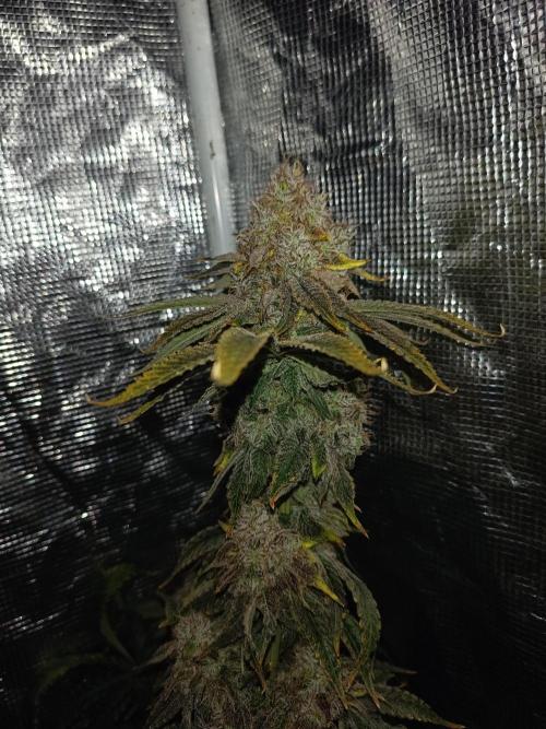 COCO ETHOS. Week 13 - End Game TPL 63F