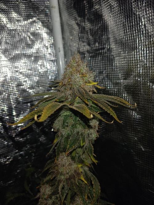 COCO ETHOS. Week 13 - End Game TPL 63F