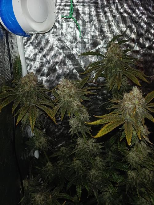 COCO ETHOS. Week 13 - End Game TPL 63F