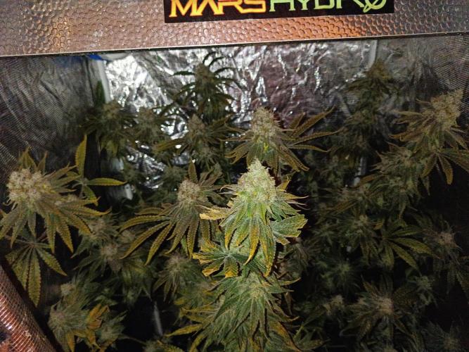 COCO ETHOS. Week 13 - General