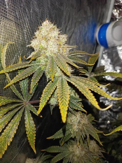 COCO ETHOS. Week 13 - End Game TPL 63F