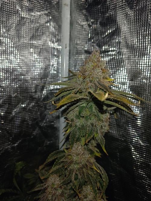 COCO ETHOS. Week 13 - End Game TPL 63F