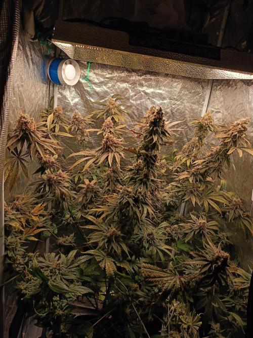 COCO ETHOS. Week 13 - General