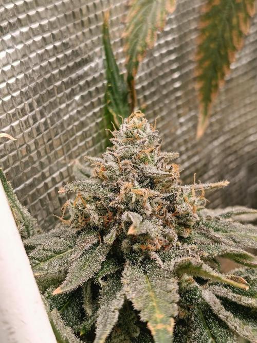 COCO ETHOS. Week 13 - Shawty R1 63F