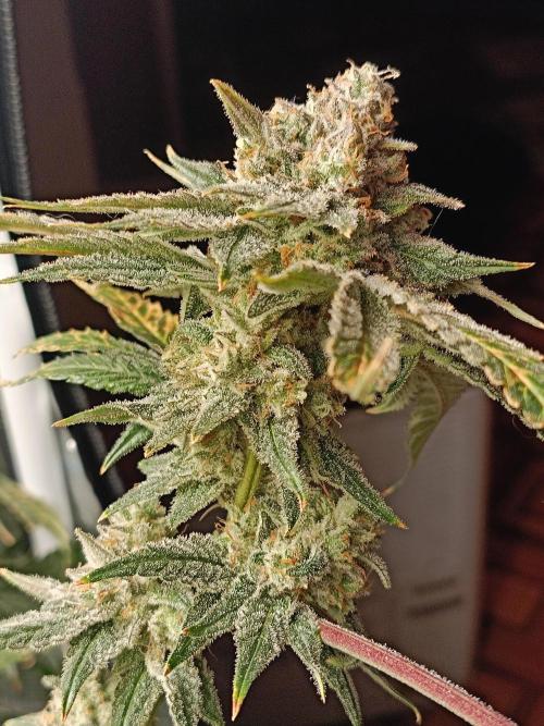 COCO ETHOS. Week 13 - Shawty R1 63F