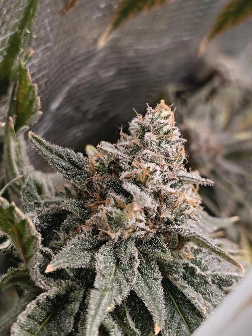 COCO ETHOS. Week 13 - Shawty R1 63F