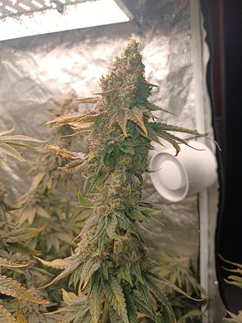 COCO ETHOS. Week 13 - Shawty R1 63F