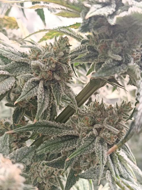 COCO ETHOS. Week 13 - Shawty R1 63F