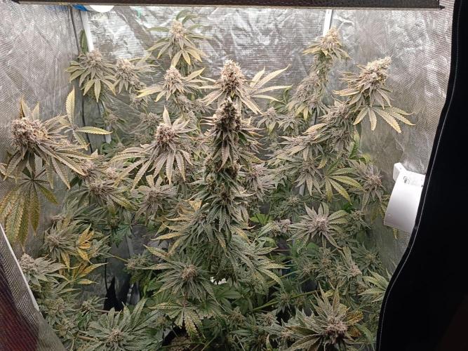 COCO ETHOS. Week 13 - General